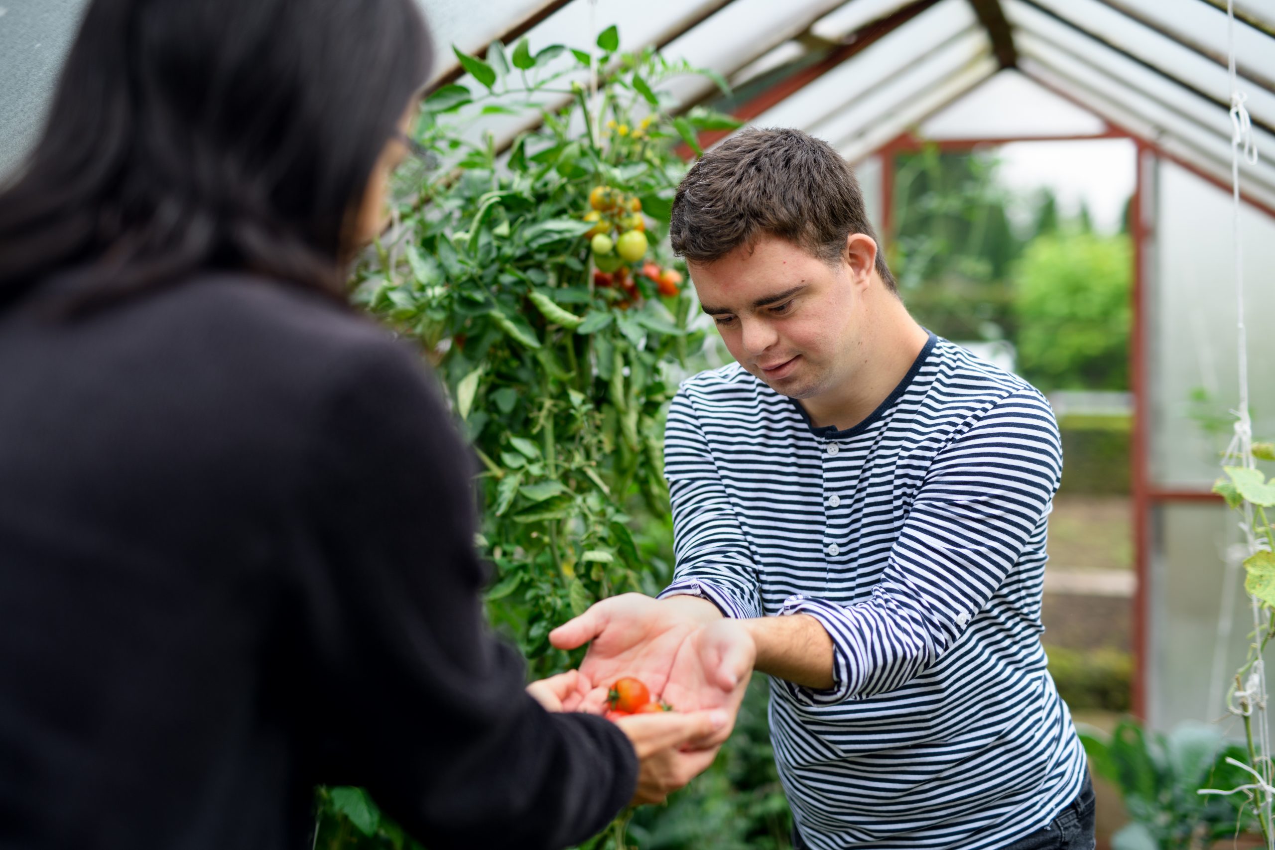 Down syndrome adult man gathering tomatoes in greenhouse, gardening concept.